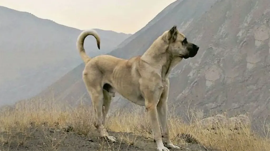 سگ سرابی نر اصیل با جثه بزرگ و عضلانی مناسب برای انتخاب اسم رستم یا تانکر